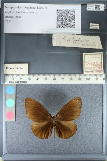 Media type: image;   Entomology 161172